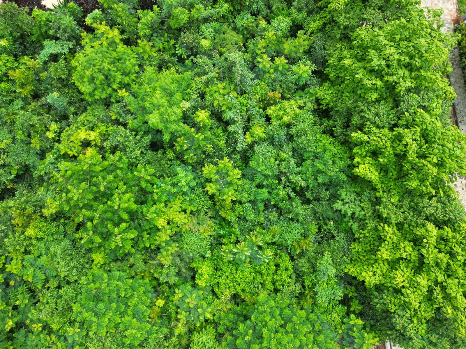 Aerial view of Miyawaki canopy