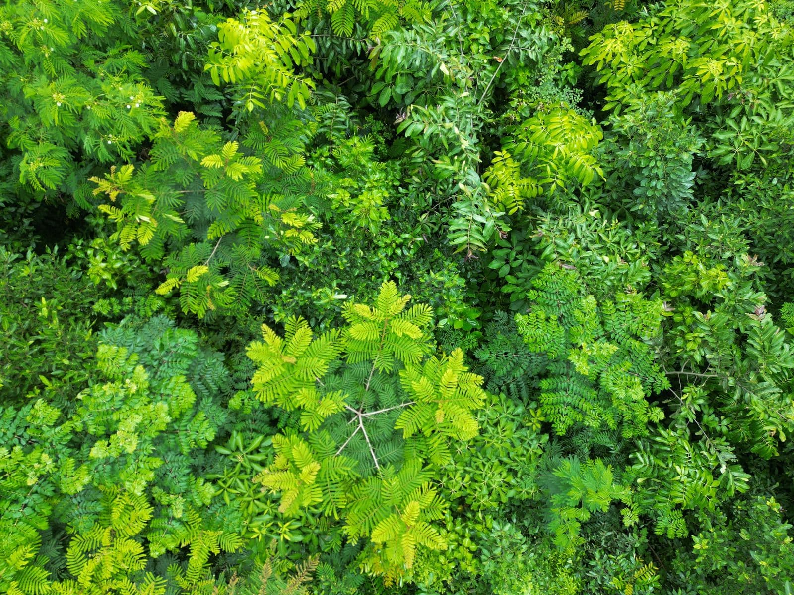 Dhare Foundation forest