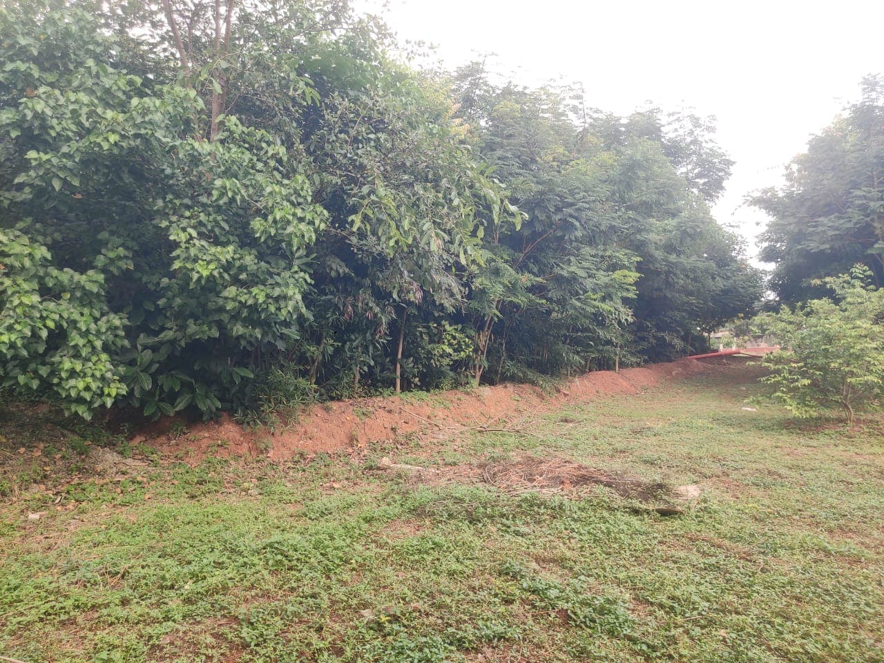 Dense forest growth