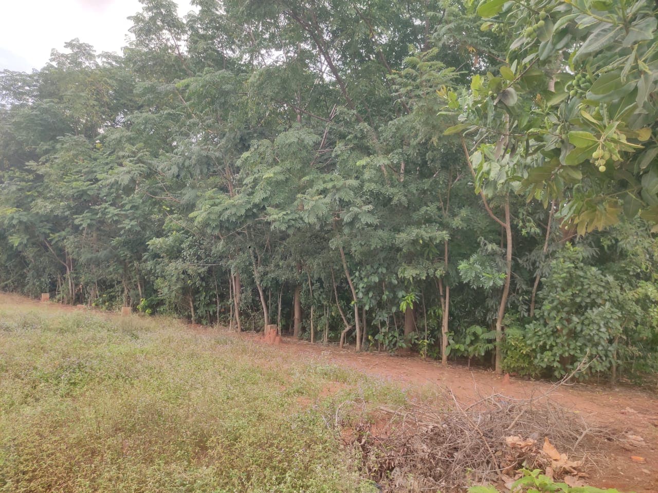 Green Ring Bengaluru plantation